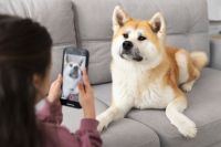 Saiba como usar ferramenta que ativa "modo cachorro" no WhatsApp