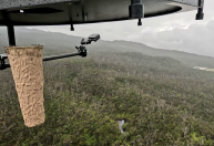 Havaí usa mosquitos modificados para salvar pássaros em extinção