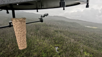 Havaí usa mosquitos modificados para salvar pássaros em extinção