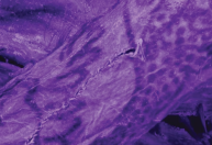 Arqueólogos encontram tatuagens elaboradas em múmia de 2 mil anos