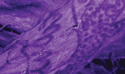 Arqueólogos encontram tatuagens elaboradas em múmia de 2 mil anos