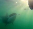 Orcas estão oferecendo comida de presente aos humanos; entenda por que