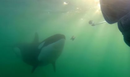 Orcas estão oferecendo comida de presente aos humanos; entenda por que