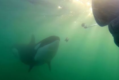 Orcas estão oferecendo comida de presente aos humanos; entenda por que