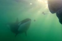 Orcas estão oferecendo comida de presente aos humanos; entenda por que