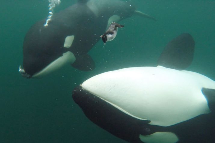 Pesquisadores encontraram 34 casos de orcas que ofereceram comida a humanos entre 2004 e 2024. • Jared Towers via CNN Newsource
