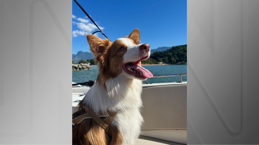 Cachorro Pingo, de 1 ano e meio, recuperado após intoxicação por planta em padaria • Arquivo pessoal