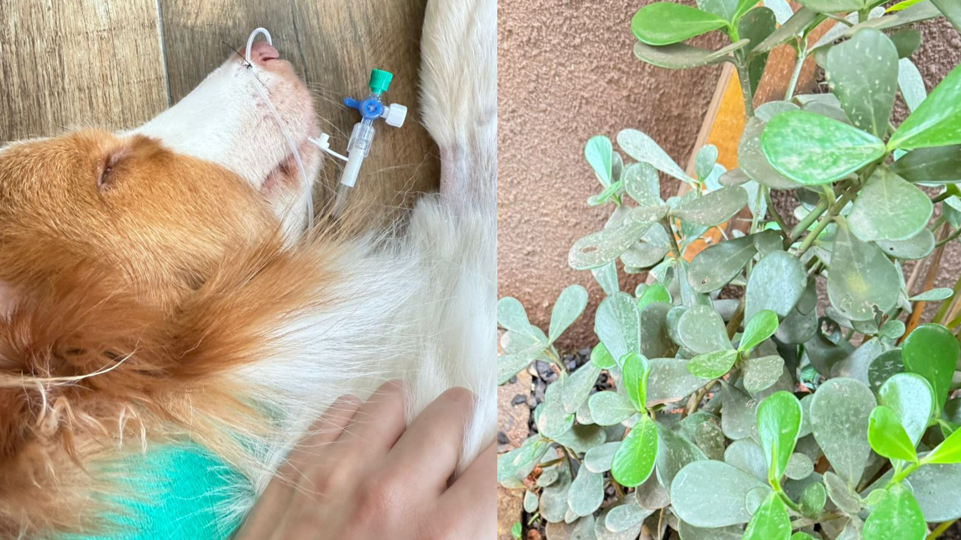 Cão perde visão após intoxicação com plantas em área pet de padaria em SP