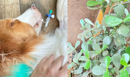 Cão perde visão após intoxicação com plantas em área pet de padaria em SP