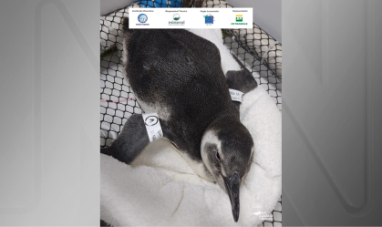 Mais de 40 pinguins são encontrados mortos no litoral de São Paulo