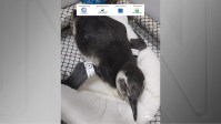 Mais de 40 pinguins são encontrados mortos no litoral de São Paulo