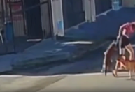 Pitbull ataca cadela em rua de Fortaleza