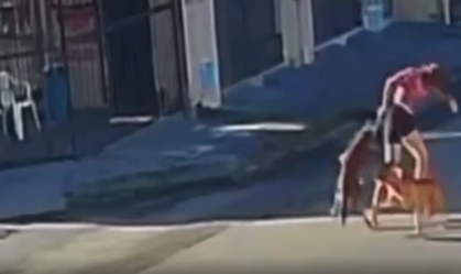 Pitbull ataca cadela em rua de Fortaleza
