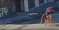 Pitbull ataca cadela em rua de Fortaleza
