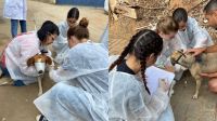 Veterinários investigam mortes de 200 cães no interior do Espírito Santo