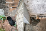Cachorro fica preso em cano e é resgatado em Goiás; veja imagens