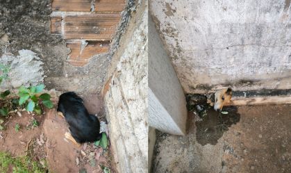 Cachorro fica preso em cano e é resgatado em Goiás; veja imagens