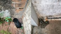 Cachorro fica preso em cano e é resgatado em Goiás; veja imagens