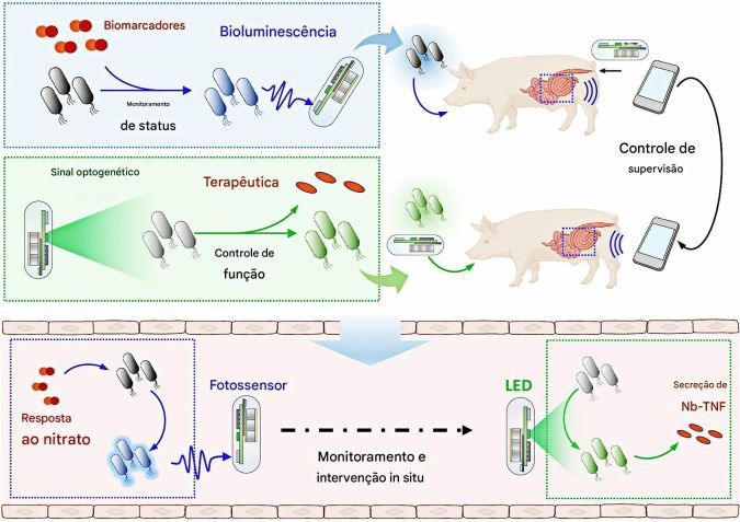 Ilustração do monitoramento e controle de micróbios intestinais modificados por meio de cápsulas optoeletrônicas • Xinyu Zhang et al.,, Nature Microbiology, 2025