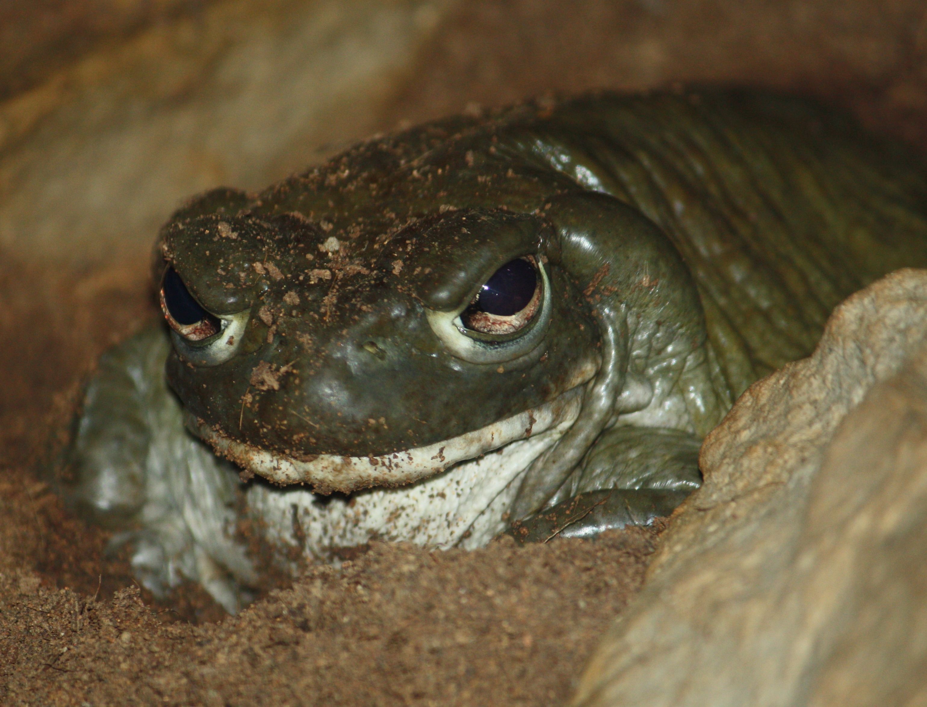 sapo-do-deserto-de-Sonora