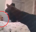 Video: bodycam de PM mostra execução de homem rendido em Paraisópolis