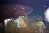 Tubarões raros entram em fila para se alimentar de uma carcaça; veja vídeo