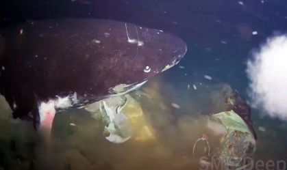 Tubarões raros entram em fila para se alimentar de uma carcaça; veja vídeo