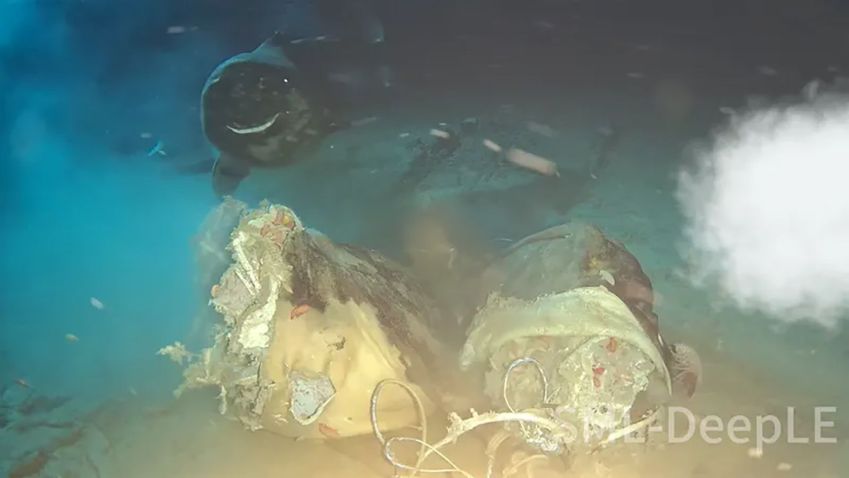 Predadores só prosperam em locais onde o suprimento alimentar é farto e constante • Han Tian, Ocean-Land-Atmosphere Research, 2025/Divulgação