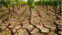 Brasil anuncia abertura de mercado de sementes de coco e caf