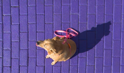 Vira-latas ganham cine pet e espaços "preferenciais" em ação especial