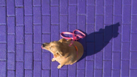 Vira-latas ganham cine pet e espaços "preferenciais" em ação especial