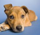Vira-latas são os cães e gatos preferidos do Brasil, aponta o PetCenso 2025