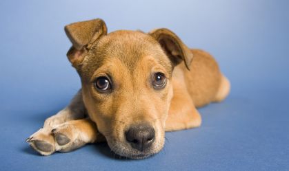Vira-latas são os cães e gatos preferidos do Brasil, aponta o PetCenso 2025