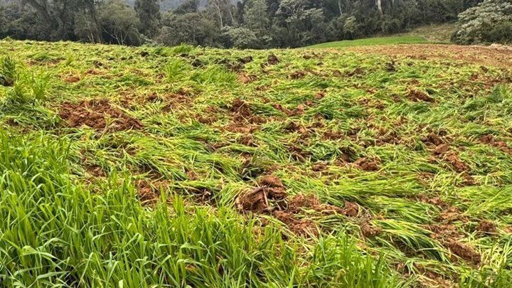 Plantação de Maconha