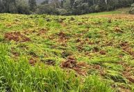 "Fazenda" com 138 mil pés de maconha é descoberta em Santa Catarina