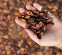 Mar de chocolate em Ilhéus: fazendas históricas ensinam produção de cacau