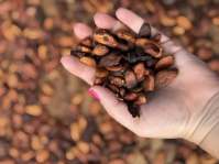 Governo reduz prazo para importação de cacau via drawback