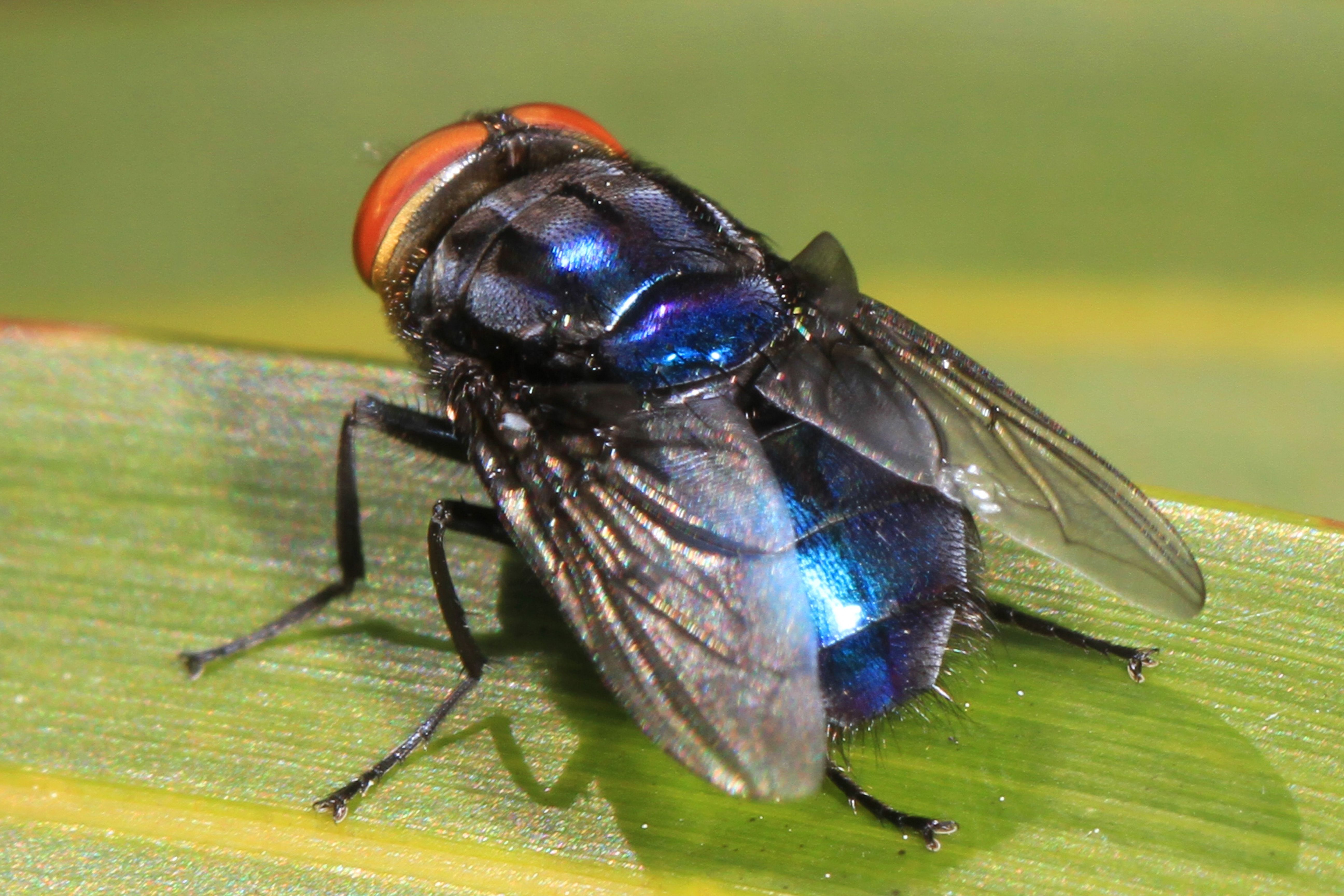 Mosca da Bicheira