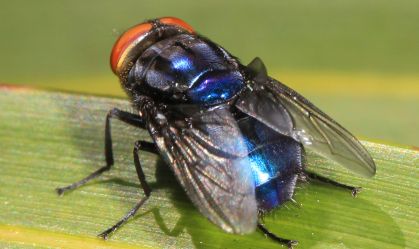 Primeiro caso de mosca-da-bicheira em humanos é confirmado nos EUA