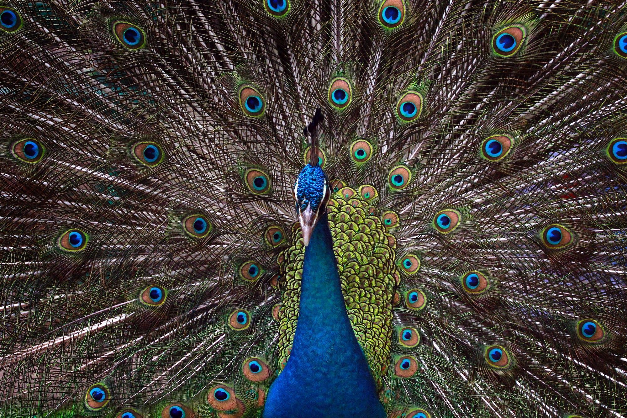 Pavão-exibindo-sua-cauda-multicolorida