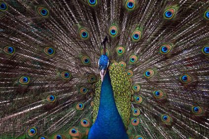 Pavão-exibindo-sua-cauda-multicolorida