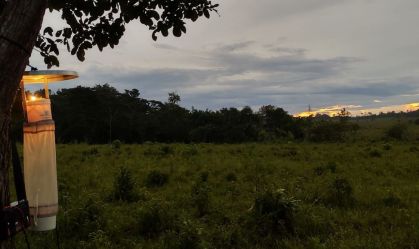 Desmatamento na Amazônia aumenta risco de malária, diz pesquisa