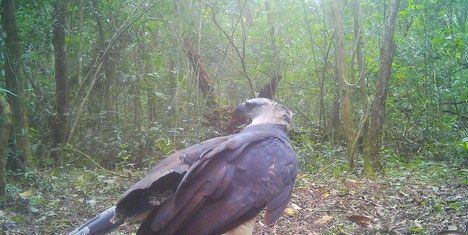 Ave rara Iguaçu