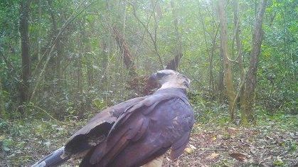 Vídeo: ave rara é flagrada pela primeira vez em vídeo no Parque do Iguaçu