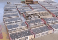 Suspeitos são liberados após transportarem cerca 1,4 mil aves