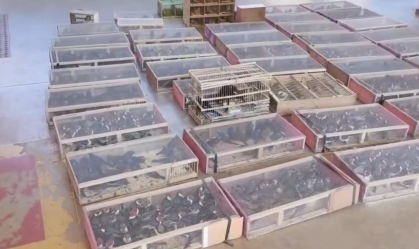Suspeitos são liberados após transportarem cerca 1,4 mil aves