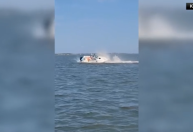 Vídeo: Baleia de seis metros morre após colidir com barco