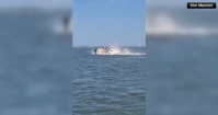 Vídeo: Baleia de seis metros morre após colidir com barco