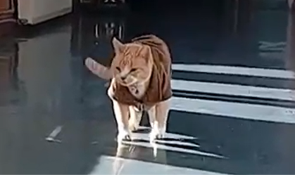 Gato Naruto: delegacia no Chile ganha reforço felino