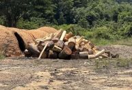 Polícia prende homem com motosserras destruindo árvores na Amazônia